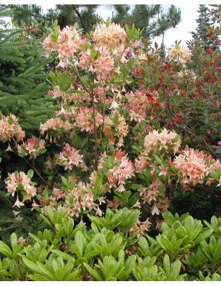 'Chanel' - azalia wielkokwiatowa
Rhododendron (Azalea) 'Chanel'