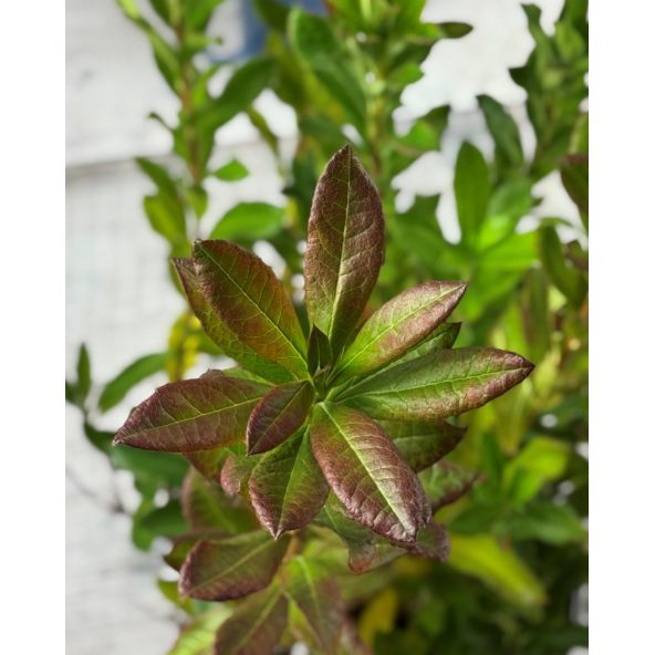 'Chanel' - azalia wielkokwiatowa
Rhododendron (Azalea) 'Chanel'
