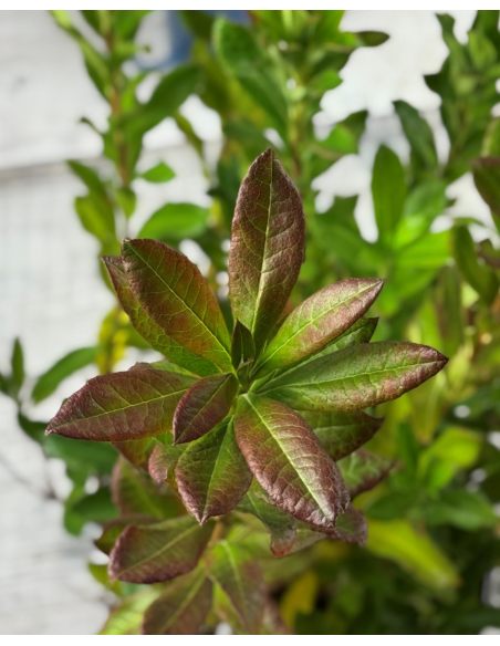 'Chanel' - azalia wielkokwiatowa
Rhododendron (Azalea) 'Chanel'