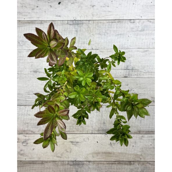 'Chanel' - azalia wielkokwiatowa
Rhododendron (Azalea) 'Chanel'