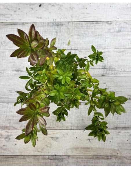 'Chanel' - azalia wielkokwiatowa
Rhododendron (Azalea) 'Chanel'