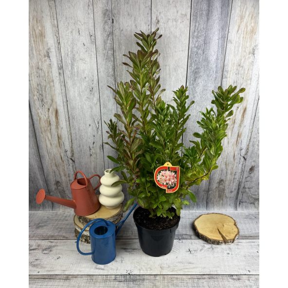 'Chanel' - azalia wielkokwiatowa
Rhododendron (Azalea) 'Chanel'