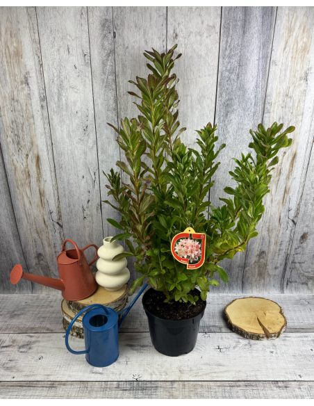 'Chanel' - azalia wielkokwiatowa
Rhododendron (Azalea) 'Chanel'