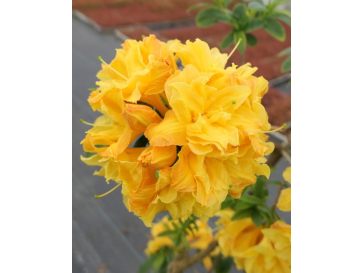 'Csardas' - azalia wielkokwiatowa
Rhododendron (Azalea) 'Csardas'