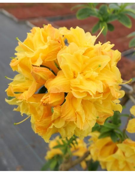 'Csardas' - azalia wielkokwiatowa
Rhododendron (Azalea) 'Csardas'