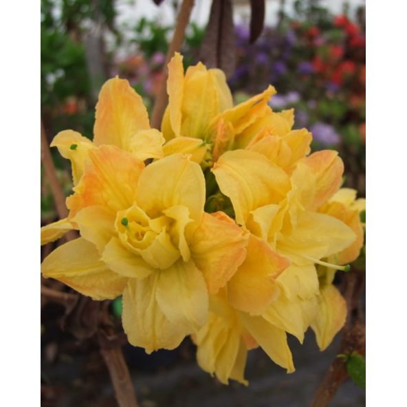 'Csardas' - azalia wielkokwiatowa
Rhododendron (Azalea) 'Csardas'