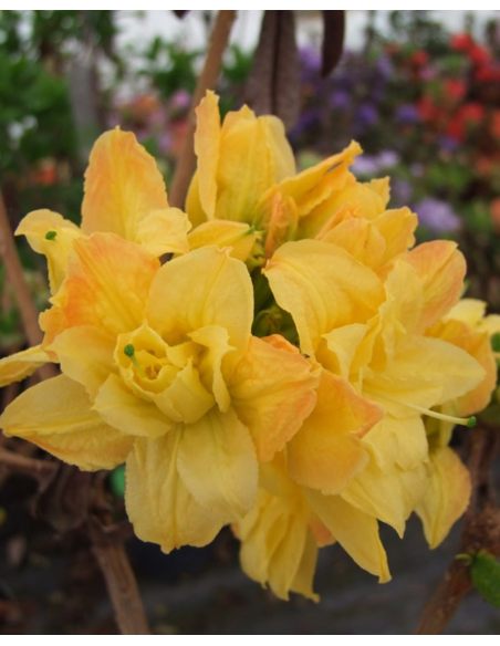 'Csardas' - azalia wielkokwiatowa
Rhododendron (Azalea) 'Csardas'