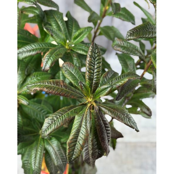 'Csardas' - azalia wielkokwiatowa
Rhododendron (Azalea) 'Csardas'