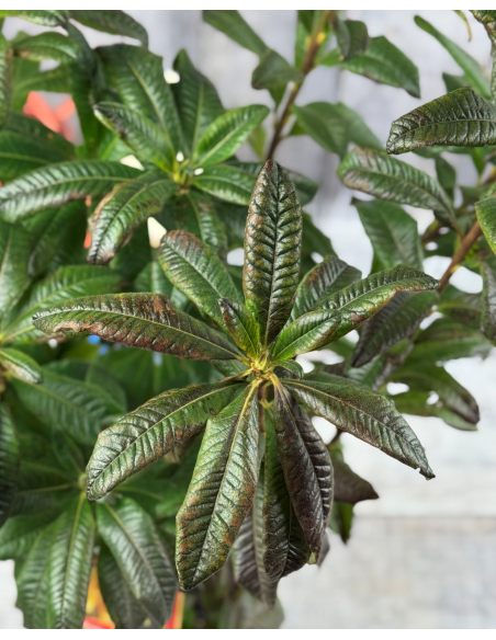 'Csardas' - azalia wielkokwiatowa
Rhododendron (Azalea) 'Csardas'