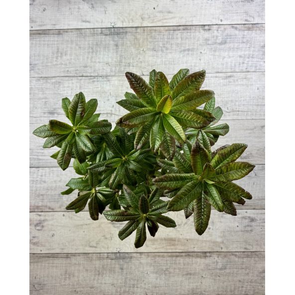 'Csardas' - azalia wielkokwiatowa
Rhododendron (Azalea) 'Csardas'