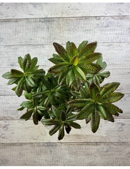 'Csardas' - azalia wielkokwiatowa
Rhododendron (Azalea) 'Csardas'