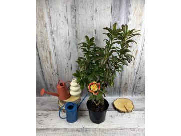 'Csardas' - azalia wielkokwiatowa
Rhododendron (Azalea) 'Csardas' 2