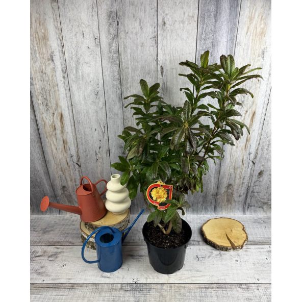 'Csardas' - azalia wielkokwiatowa
Rhododendron (Azalea) 'Csardas'