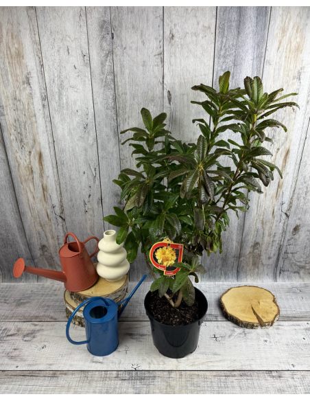'Csardas' - azalia wielkokwiatowa
Rhododendron (Azalea) 'Csardas'