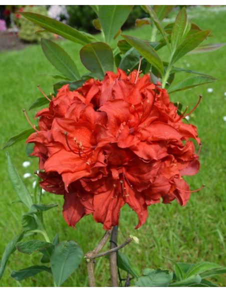 'Doloroso' - azalia wielkokwiatowa
Rhododendron (Azalea) 'Doloroso'