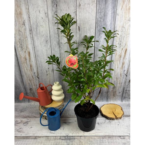 'Doloroso' - azalia wielkokwiatowa
Rhododendron (Azalea) 'Doloroso'