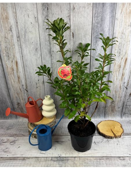 'Doloroso' - azalia wielkokwiatowa
Rhododendron (Azalea) 'Doloroso'