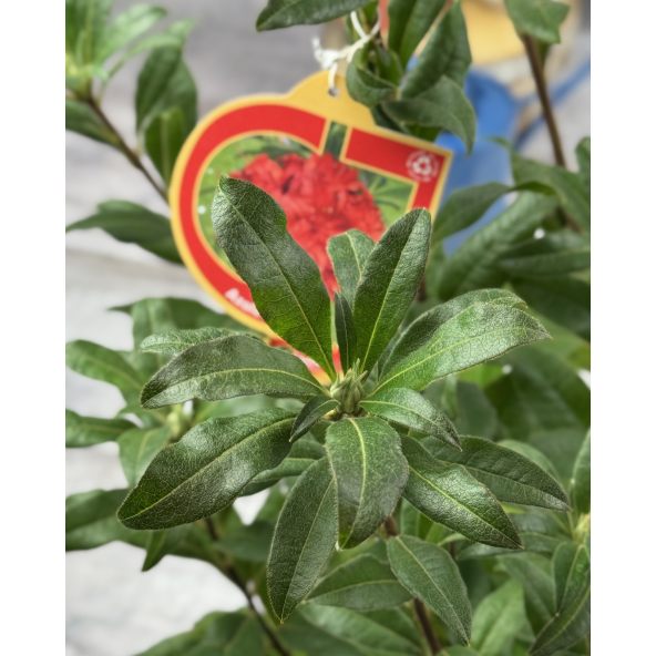 'Doloroso' - azalia wielkokwiatowa
Rhododendron (Azalea) 'Doloroso'