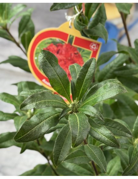 'Doloroso' - azalia wielkokwiatowa
Rhododendron (Azalea) 'Doloroso'