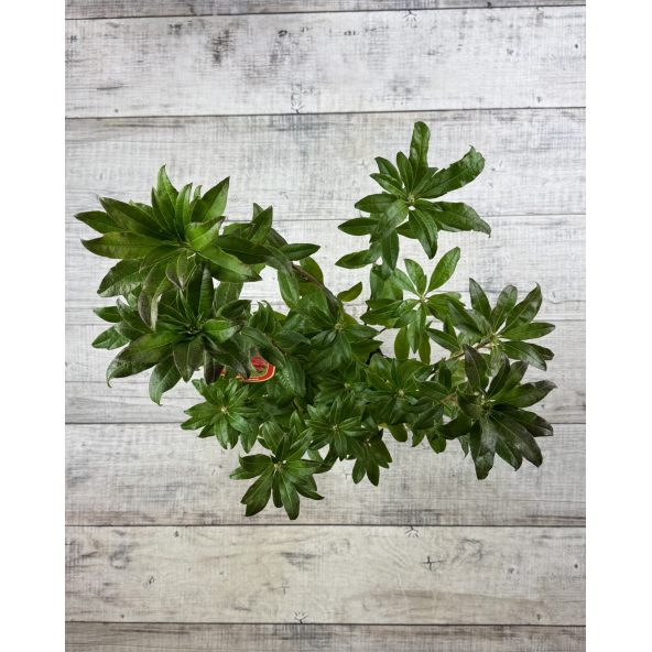 'Doloroso' - azalia wielkokwiatowa
Rhododendron (Azalea) 'Doloroso'