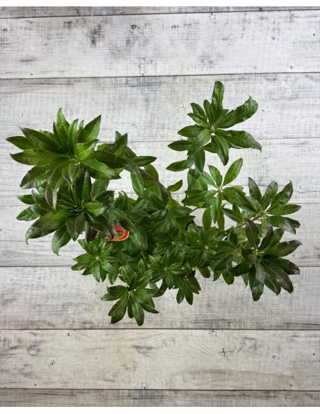 'Doloroso' - azalia wielkokwiatowa
Rhododendron (Azalea) 'Doloroso'