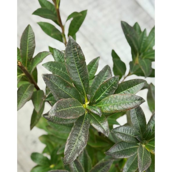 'Feuerwerk' - azalia wielkokwiatowa
Rhododendron (Azalea) 'Feuerwerk'