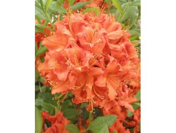 'Feuerwerk' - azalia wielkokwiatowa
Rhododendron (Azalea) 'Feuerwerk'