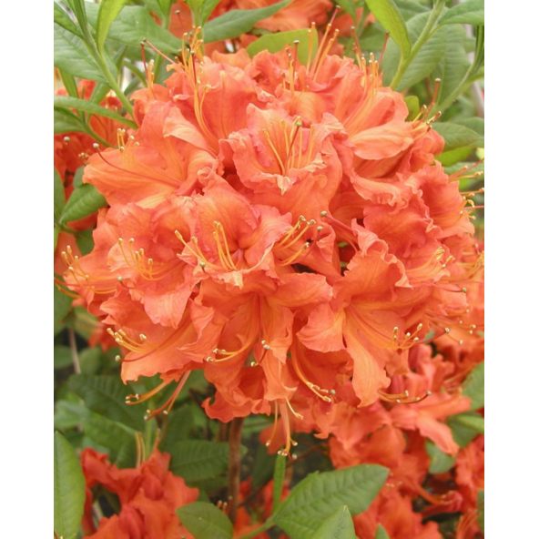 'Feuerwerk' - azalia wielkokwiatowa
Rhododendron (Azalea) 'Feuerwerk'