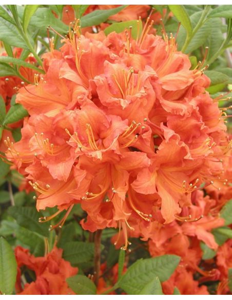 'Feuerwerk' - azalia wielkokwiatowa
Rhododendron (Azalea) 'Feuerwerk'