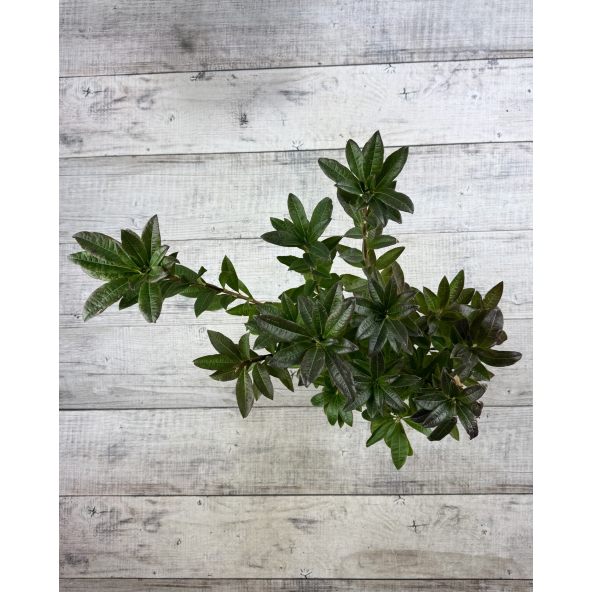 'Feuerwerk' - azalia wielkokwiatowa
Rhododendron (Azalea) 'Feuerwerk'