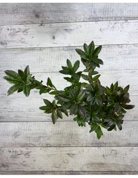 'Feuerwerk' - azalia wielkokwiatowa
Rhododendron (Azalea) 'Feuerwerk'