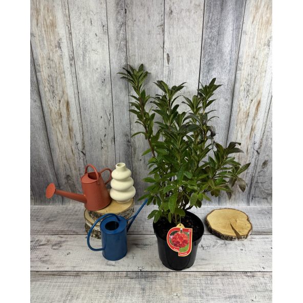 'Feuerwerk' - azalia wielkokwiatowa
Rhododendron (Azalea) 'Feuerwerk'