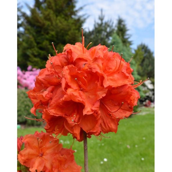 'Feuerwerk' - azalia wielkokwiatowa
Rhododendron (Azalea) 'Feuerwerk'