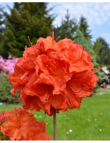 'Feuerwerk' - azalia wielkokwiatowa
Rhododendron (Azalea) 'Feuerwerk'