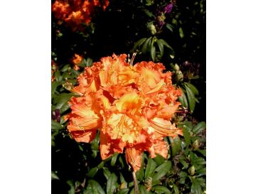 'Gibraltar' - azalia wielkokwiatowa
Rhododendron (Azalea) 'Gibraltar'