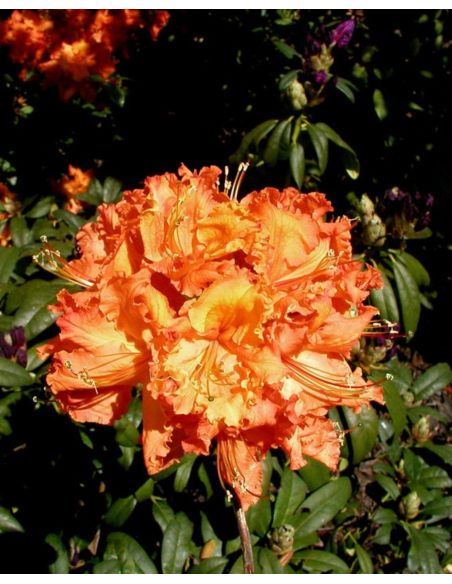 'Gibraltar' - azalia wielkokwiatowa
Rhododendron (Azalea) 'Gibraltar'