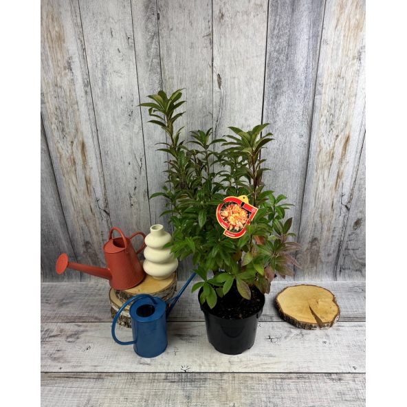 'Gibraltar' - azalia wielkokwiatowa
Rhododendron (Azalea) 'Gibraltar'