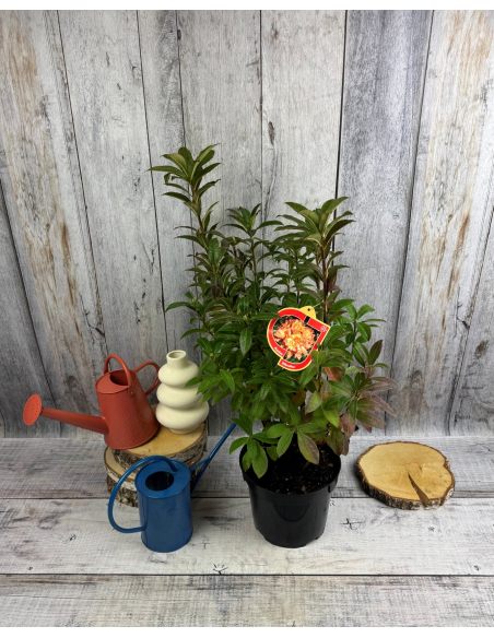 'Gibraltar' - azalia wielkokwiatowa
Rhododendron (Azalea) 'Gibraltar'