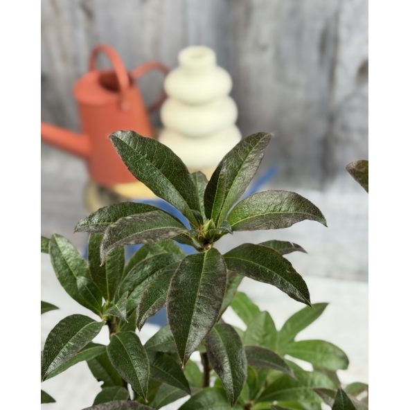 'Gibraltar' - azalia wielkokwiatowa
Rhododendron (Azalea) 'Gibraltar'