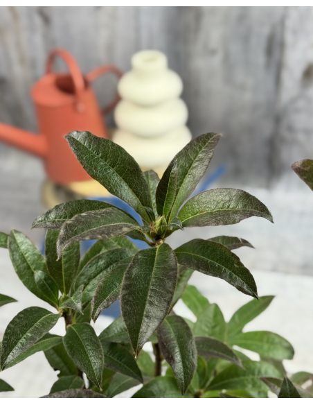 'Gibraltar' - azalia wielkokwiatowa
Rhododendron (Azalea) 'Gibraltar'