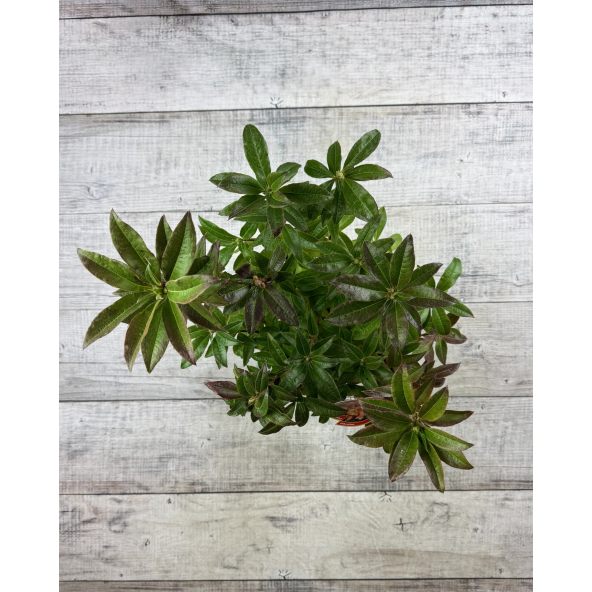 'Gibraltar' - azalia wielkokwiatowa
Rhododendron (Azalea) 'Gibraltar'