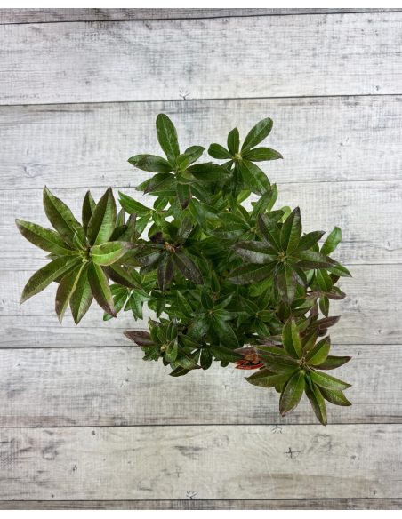 'Gibraltar' - azalia wielkokwiatowa
Rhododendron (Azalea) 'Gibraltar'