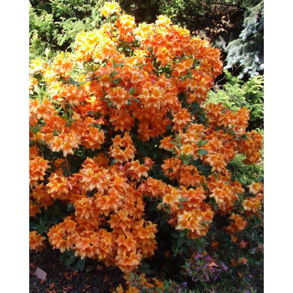 'Glowing Embers' - azalia wielkokwiatowa
Rhododendron (Azalea) 'Glowing Embers'
