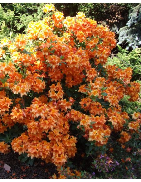 'Glowing Embers' - azalia wielkokwiatowa
Rhododendron (Azalea) 'Glowing Embers'