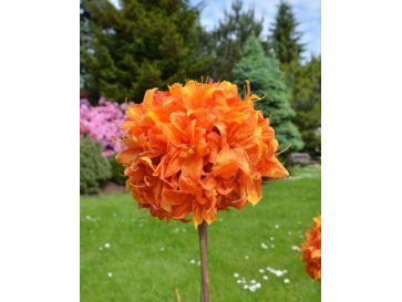 'Glowing Embers' - azalia wielkokwiatowa
Rhododendron (Azalea) 'Glowing Embers'