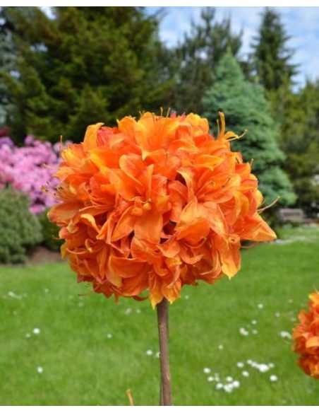 'Glowing Embers' - azalia wielkokwiatowa
Rhododendron (Azalea) 'Glowing Embers'