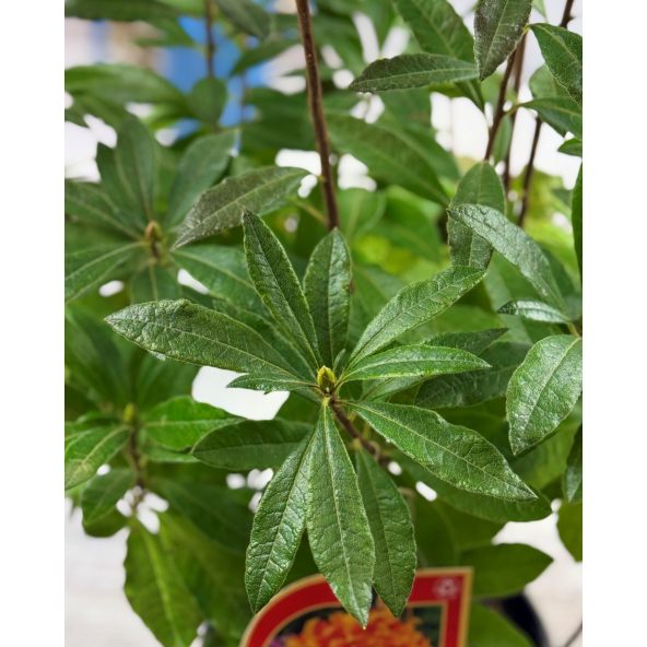 'Glowing Embers' - azalia wielkokwiatowa
Rhododendron (Azalea) 'Glowing Embers'