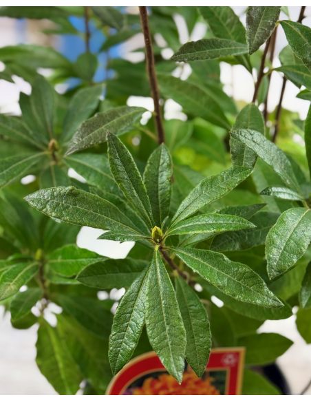 'Glowing Embers' - azalia wielkokwiatowa
Rhododendron (Azalea) 'Glowing Embers'