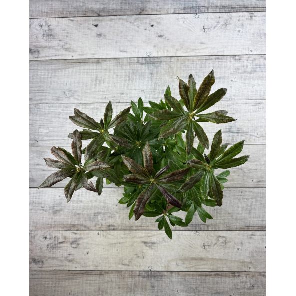 'Glowing Embers' - azalia wielkokwiatowa
Rhododendron (Azalea) 'Glowing Embers'