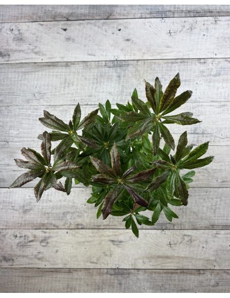 'Glowing Embers' - azalia wielkokwiatowa
Rhododendron (Azalea) 'Glowing Embers'